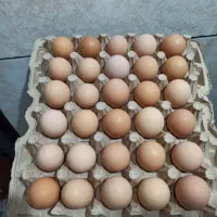 تخم مرغ محلی خاص و کاملا طبیعی|خوردنی و آشامیدنی|مشهد, سپاد|دیوار