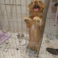 سگ اشپیترز تریر تربیت شده|سگ|خرمشهر, |دیوار