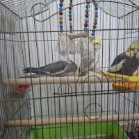 عروس هلندی نر و ماده|پرنده|قرچک, محمد آباد|دیوار