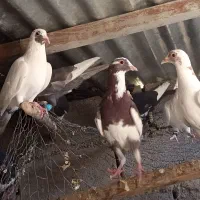 تعدادی کبوتر