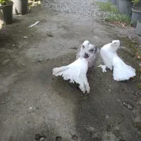 کبوتر دم‌چتر مولد آمریکایی