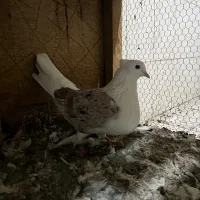 دو کت|پرنده|قم, نیروگاه|دیوار