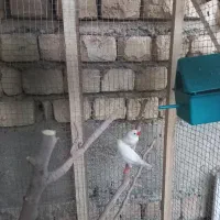 قفس چوبی پرنده