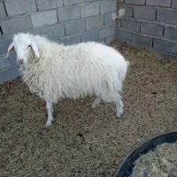 بره نر