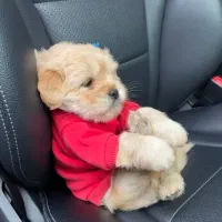 سگ پشمالو سایز ریز عروسکی 3/3