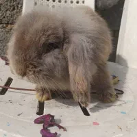 خرگوش