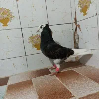 کفتر یا کبوتر ابلغ دم سفید نر