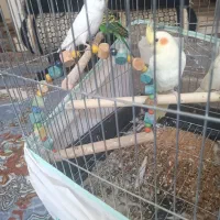عروس هلندی و مرغ عشق