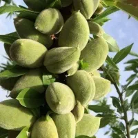 تولید و توزیع نهال ارقام بادام و گردو