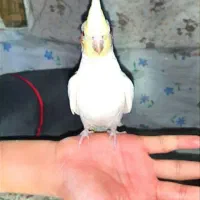 فروش استثنایی بلک فرایدی عروس هلندی|پرنده|تربت جام, فاز ۱ فرهنگیان|دیوار