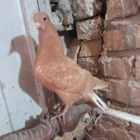 کبوتر ..کفتر