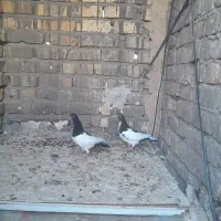 جوجه یهودی و ماده