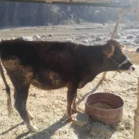 گاو نوکل نزایده|حیوانات مزرعه|شاهیوند, |دیوار