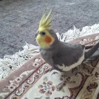 عروس هلندی نر ۲ساله با قفس