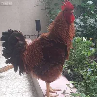 فروش خروس فریزل|حیوانات مزرعه|بابل, |دیوار