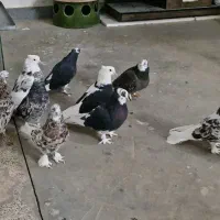 کبوت|پرنده|اسدآباد, |دیوار