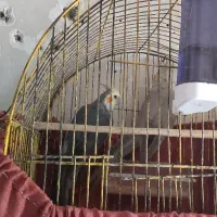 عروس هلندی نر و ماده|پرنده|کرباسک, |دیوار