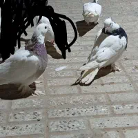 کبوترطوقی|پرنده|نهبندان, |دیوار