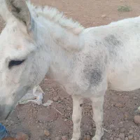 الاغ ..