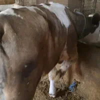 گوساله ماده سیمینتال
