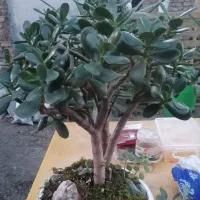 تخفیف بلک فرایدی گل و گیاه