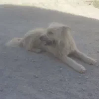 سگ برجی