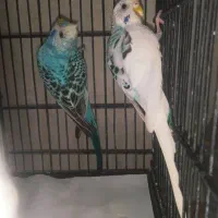 مرغ عشق مولد