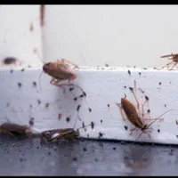 سمپاشی و (موریانه زدایی دز) کاملا تضمینی|خدمات نظافت|دزفول, |دیوار