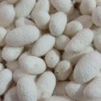 پیله ابریشم