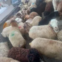 پخش گوسفند زنده