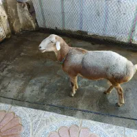 قوچ چینی اصیل|حیوانات مزرعه|دینور, |دیوار