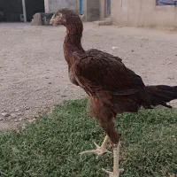 جوجه لاری|حیوانات مزرعه|خرمدشت, |دیوار