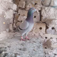 کبوتر نرقلدور