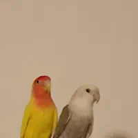 کوتوله جفت مولد|پرنده|مرند, |دیوار