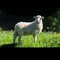 بره/مغان*بیجار/ مهرشهر/کرج