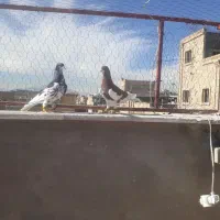 چپ سیاه|پرنده|شیراز, کوشک میدان|دیوار