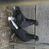 کفتر|پرنده|میناب, |دیوار