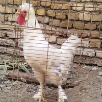 خروس سلطان