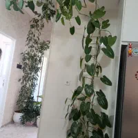 گل تک|گل و گیاه طبیعی|ایلام, |دیوار