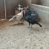 بوقلمون|حیوانات مزرعه|سرپل ذهاب, |دیوار