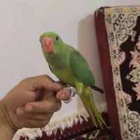 طوطی ملنگو