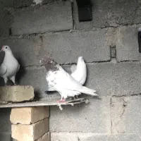 نر کله سرخ مهر|حیوانات|شهریار, فرارت|دیوار