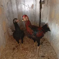 مرغ و خروس لاری معاوضه دارم