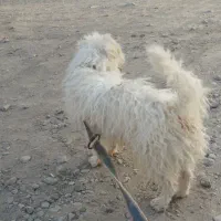 سگ پا کوتاه سفید پشمالو