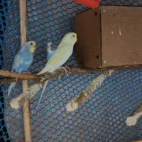 مرغ عشق|پرنده|خرمشهر, |دیوار