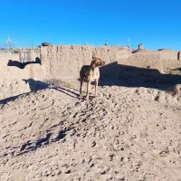 سگ گله جناور دیده|سگ|سرایان, |دیوار