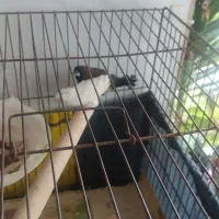 فنچ|پرنده|رشت, لاکان|دیوار