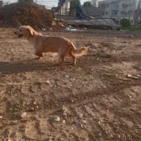 فروش فوری سگ پاکوتاه اشپیلز پامر