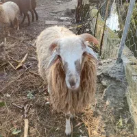 گوسفند ارگانیک