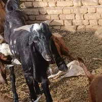 فروش گوسفند